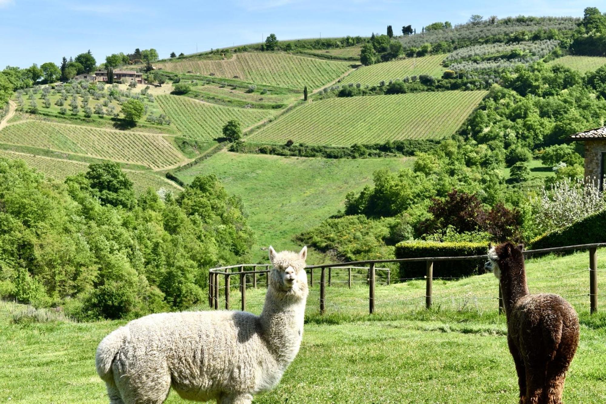 Villa Rignana Chianti Estate, Pool, Tennis,Cook Greve in Chianti Zewnętrze zdjęcie