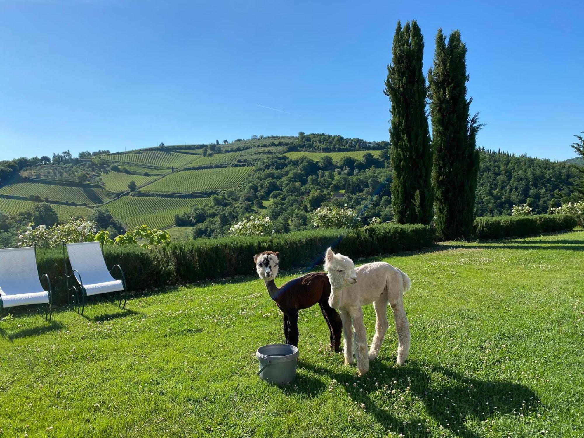 Villa Rignana Chianti Estate, Pool, Tennis,Cook Greve in Chianti Zewnętrze zdjęcie